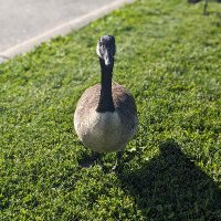 R L (@lak3) 's Twitter Profile