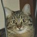 nukeykt (@nukeykt) Twitter profile photo nukeykt (@nukeykt) Twitter profile photo