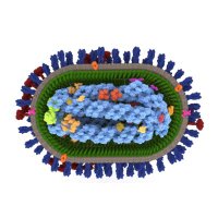 Hutchinson Lab (@cvrhutchinson) 's Twitter Profile