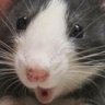 🐭🐭🐭 (@callsignrats) 's Twitter Profile