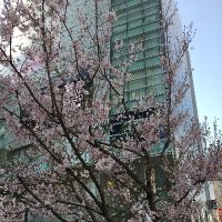 シャル (@pgp4wx) 's Twitter Profile