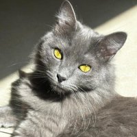 Leoncio (@patopazminof) 's Twitter Profile