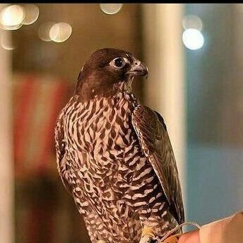 aosa_mh96's profile picture. اللهم صلِّ وسلم على نبينا محمد