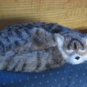 Priscilla Travis - @PriscillaTravis - Twitter