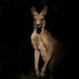 KangarWu (@kangarwu) Twitter profile photo KangarWu (@kangarwu) Twitter profile photo