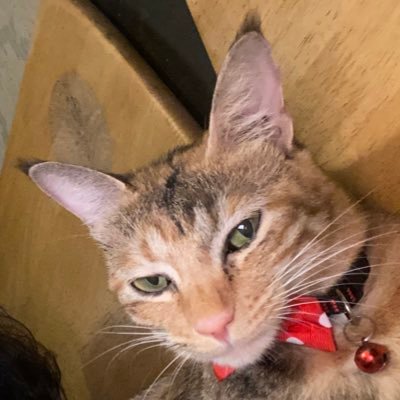 skauller's profile picture. mira noir film school of sad boi sciences🦭