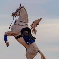 ال💙ش💙م💙ر💙ي (@faatn88664519) Twitter profile photo