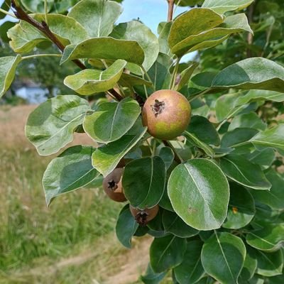supporting community orchards, turning surplus fruit into food and drink, saving biodiversity