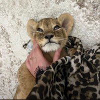 - (@_lll7h) 's Twitter Profile