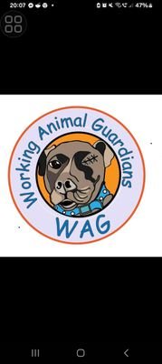 Foster based dog rescue focusing mainly on Bull Breeds.