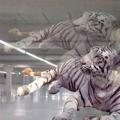 YaboiSubarashii's profile picture. 