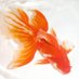 金魚 (@ponpoko8238) Twitter profile photo 金魚 (@ponpoko8238) Twitter profile photo