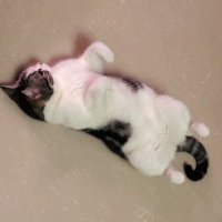 JidongQ (@jidongq_) 's Twitter Profile