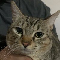 @ (@nitancriollo) 's Twitter Profile