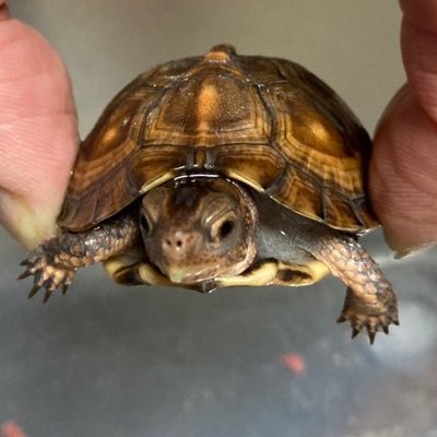 ハコガメの魅力に取り憑かれています 😅 生き物全般好きです。飼育メイン。 無言フォロー失礼します。みなさんよろしくお願します🙇♂️
