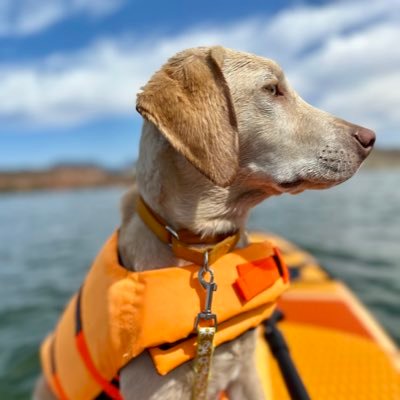 SagePuppy2024's profile picture. 