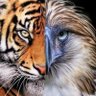 jenn4tigerz's profile picture. 