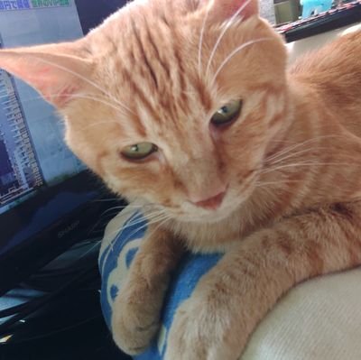 w6h8P98q0J44621's profile picture. とらという保護猫といっしょに、一人で住んでいる関西人男性です。あだなは、じまちゃんです。