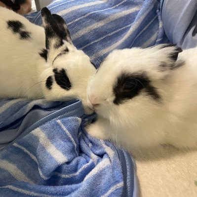 真 紅(飼主)🐰毛 玉&うな ぎさんのプロフィール画像