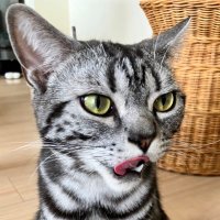 Tom(トムさまキング) (@tom747050559375) 's Twitter Profile