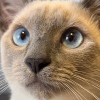 ロシアンブルー様⁎⁺˳ ロシアンブルーのミニチュアフィギュア : ゆほびかヤフー