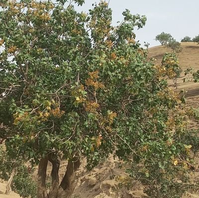 لوسکت اهل الحق عن بیان الحق لتوهم اهل الباطل انهم علی الحق.