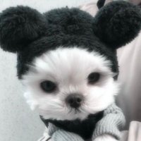 ee (@hoonypuppy) 's Twitter Profile