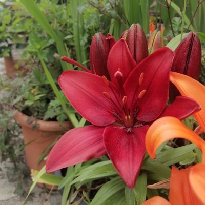 LillyFolar's profile picture. 