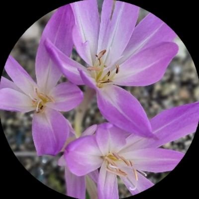 colchicumn's profile picture. カラーシング用に作りました✌️
使い方あんまり分からないので見る専です😅RUNA姫応援隊🩵