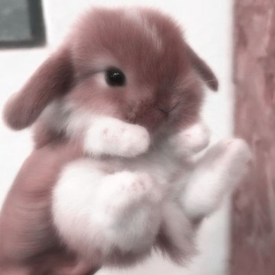 Cookiecat02's profile picture. 22, Idk what im doing with this account tbh, i just mostly retweet stuff lol tho im not active too much anymore
