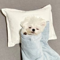Diana (@d_gyuv) 's Twitter Profile Photo