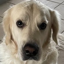 ZonlY_Milo's profile picture. hi :)