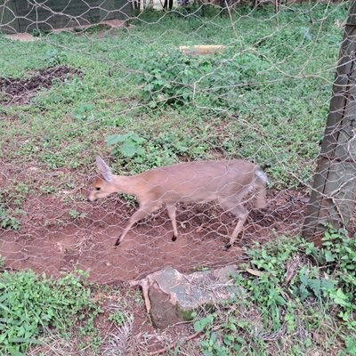 Mcodhis's profile picture. “Love, unless it is for life as a whole, is contaminated by things such as our preferences and memories.” ― Mokokoma Mokhonoana