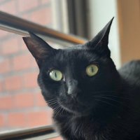 鯖ちゃん (@swk_toucan02) 's Twitter Profile