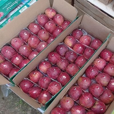 SoongChester's profile picture. 