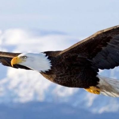 VedatCelikkk's profile picture. If I had an hour to chop down a tree, I would just sharpen my ax in the first fortyfive minutes.    Lincoln