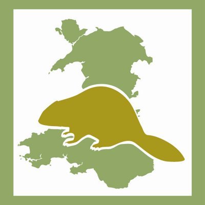 PROSIECT AFANCOD CYMRU: Official X account for the Wildlife Trusts' WELSH BEAVER PROJECT, working to return beavers to the wild in Wales.