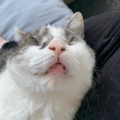 NinzNRoses's profile picture. 