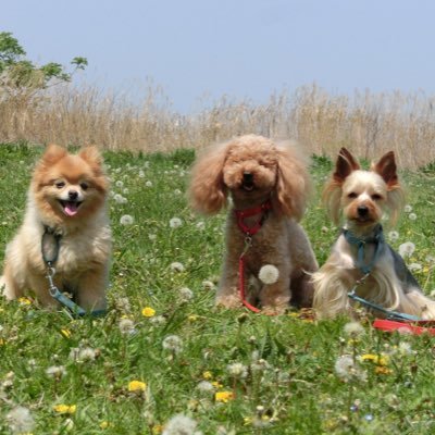 ペット災害危機管理士 🐶ピピン2024.10.10- 🐶プラム2010.5.2 - 2023.8.9🌈 虐待❌動物虐待❌ #BoycottChina #StopChinaCatTorture #SaveYulinDogs #StopYulinForever #BanAnimalCrueltybyLaw