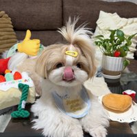 シーズーの琥珀🐶 (@haku11_shih_tzu) 's Twitter Profile