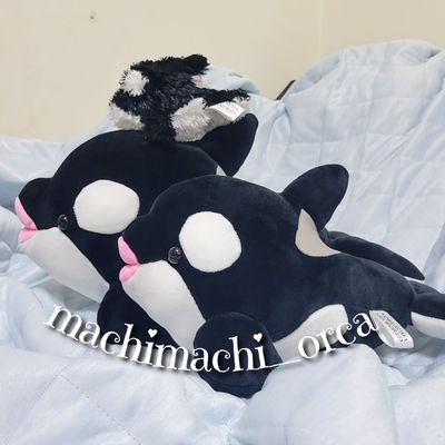 神戸にシャチがキターーーーッッ(゚∀゚ 三 ゚∀゚)
*まちまちのシャチ専用アカウント*
世界の中心でシャチへの愛を叫ぶよ( 」゚Д゚)」≪ダイスキダー!!
*Instagram始めました(machimachi_orca )