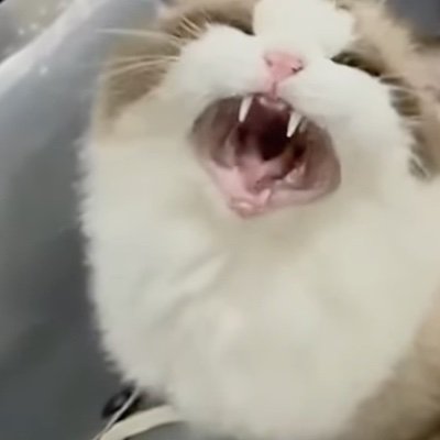 Z4txLAlul455604's profile picture. 