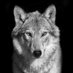 Wilkszary (@vvilkszary) Twitter profile photo Wilkszary (@vvilkszary) Twitter profile photo