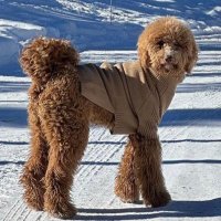 Perro de mora (@peteee23) 's Twitter Profile