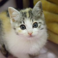 keg_mori (@keg_mori) 's Twitter Profile Photo keg_mori (@keg_mori) 's Twitter Profile Photo