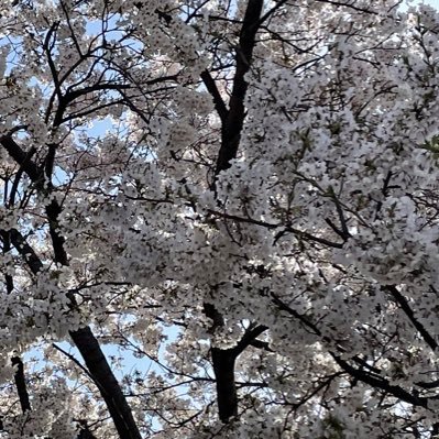 japanese_nurse's profile picture. 