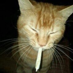 ray you have to stop. your joyous vibe too tough. your silliness too different. your whimsicalness is too pure for this world. they'll kill you