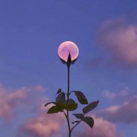 🌛flower (@moonf1owurh) 's Twitter Profile
