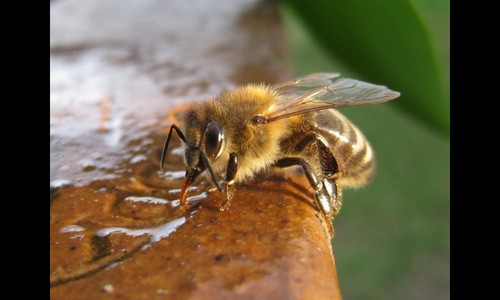yorkshirebees's profile picture. Beekeeper and Honey Supplier in South / West Yorkshire