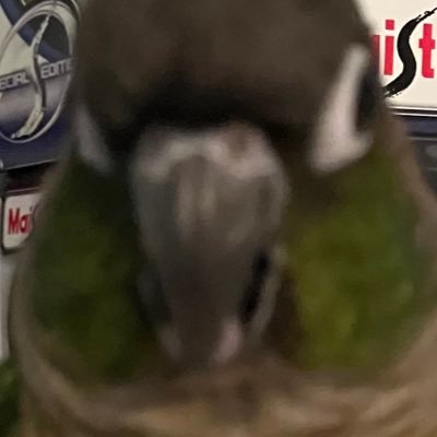 Babynuggs12's profile picture. I Like exotic animals and fish and I love Godzilla and venom